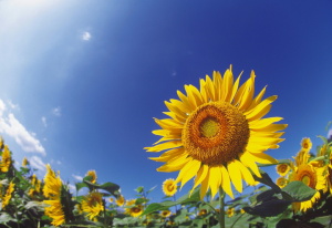 �C���[�W�摜